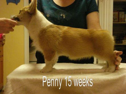 Penny-2
